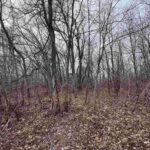 11 Choctaw Drive  Carbondale IL 62901