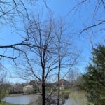 Lot 56 Deer Lake Drive  Carbondale IL 62901