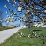 14 lots 243RD Avenue  Pittsfield IL 62363