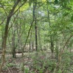 000 Knob Creek Road  Carbondale IL 62903