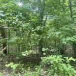 000 Knob Creek Road  Carbondale IL 62903