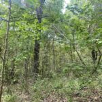 000 Knob Creek Road  Carbondale IL 62903