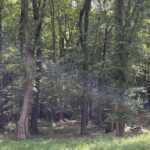 TBD Lot 7 8 9 KENTUCKY Street  Cambria IL 62915
