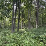 0000 Richview Road  Mt Vernon IL 62864