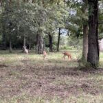 Lot 1 & 2 CEDAR HILLS Estates  Mt Vernon IL 62864