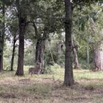 Lot 1 & 2 CEDAR HILLS Estates  Mt Vernon IL 62864