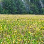 Tract 1 COON CREEK Road  Flora IL 62839