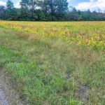 Tract 1 COON CREEK Road  Flora IL 62839