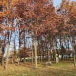 325 & 3 19TH Avenue  Coal Valley IL 61240