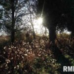 0000 Parrish Ridge Lane  Goreville IL 62939