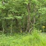 Lot 4 Choctaw Drive  Carbondale IL 62901