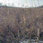 TIMBER Road  Kewanee IL 61443