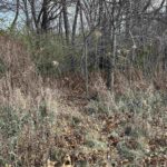 TIMBER Road  Kewanee IL 61443