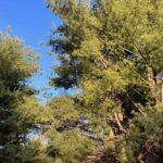 544 SUMMIT Court  Dahinda IL 61428