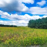 Tract 1 COON CREEK Road  Flora IL 62839