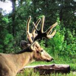 7454 MIDWAY Road  Metropolis IL 62960