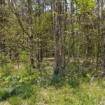 00 BURNS Road  Dongola IL 62926