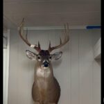 285 Twinz Lane  Vienna IL 62995