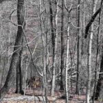00 DEER RIDGE Road  Goreville IL 62939