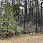 LOT 122&123 DEER Lane  Goreville IL 62939