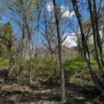 LOT 201 JAMES Street  Port Byron IL 61256
