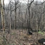 00 DEER RIDGE Road  Goreville IL 62939