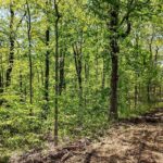 705 Webb Town Road  Tunnel Hill IL 62972