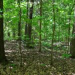 000 Robinson Hill Road  Stonefort IL 62987