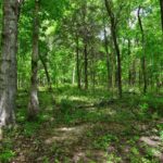 001 Battleford Road  Stonefort IL 62987