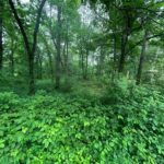 000 White Birch Court  Benton IL 62812