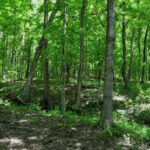 000 Battleford Road  Stonefort IL 62987
