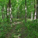 000 Robinson Hill Road  Stonefort IL 62987