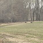 TBD ROME Road  West Frankfort IL 62896
