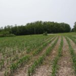 15624 MENDENHALL Road  Princeville IL 61559