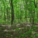 003 Battleford Road  Stonefort IL 62987