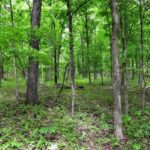 003 Battleford Road  Stonefort IL 62987