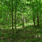 002 Robinson Hill Road  Stonefort IL 62987
