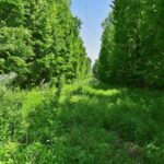 002 Robinson Hill Road  Stonefort IL 62987