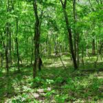 001 Battleford Road  Stonefort IL 62987