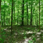 000 Battleford Road  Stonefort IL 62987
