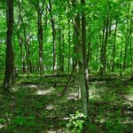 000 Robinson Hill Road  Stonefort IL 62987