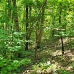 0001 TBD CROSS CREEK Road  Cobden IL 62920
