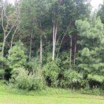 Parrish Ridge Lane  Goreville IL 62939