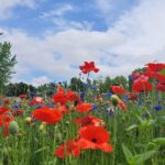 114 BROADWAY Street  Charlotte IA 52731