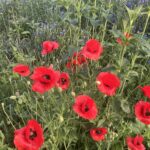 114 BROADWAY Street  Charlotte IA 52731