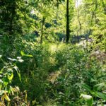 ROUTE 29   Taylorville IL 62568