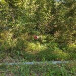 3830 Gum Springs Road Ozark IL 62972