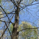 000 1900th Street  Dieterich IL 62424