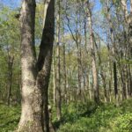 000 1900th Street  Dieterich IL 62424