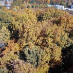 TBD A PIN OAK Street  Carterville IL 62918